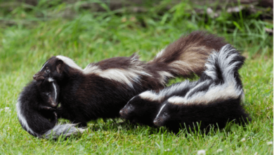 Clipart:1oufk7dffhm= Skunk