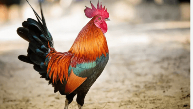 Clipart:4fk_Hc9u5zs= Rooster