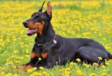 Buy Doberman Puppies for Sale in Virginia and Have Fun