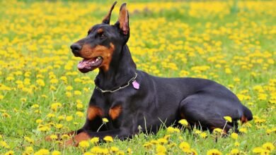 Buy Doberman Puppies for Sale in Virginia and Have Fun