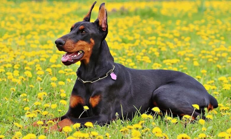 Buy Doberman Puppies for Sale in Virginia and Have Fun