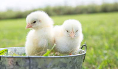Chicks on the Right Net Worth: Analyzing the Earnings of the Conservative Duo