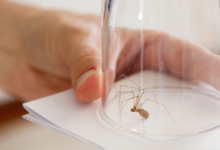 Do Ultrasonic Pest Repellers Work Against Spiders?
