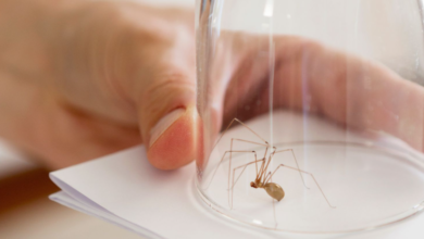 Do Ultrasonic Pest Repellers Work Against Spiders?