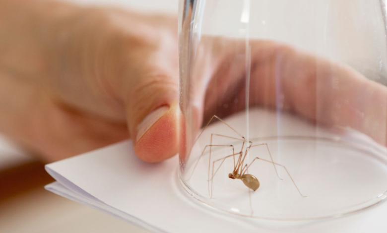 Do Ultrasonic Pest Repellers Work Against Spiders?